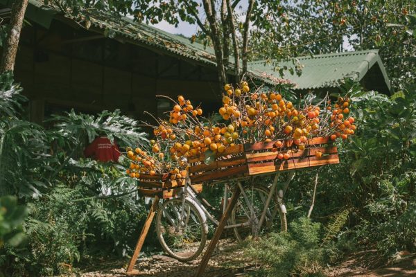 Mùa hồng chín Đà Lạt vào tháng mấy? Top 5 vườn hồng nên trải nghiệm 4 483511225 1121004636494109 5973885824095017007 n