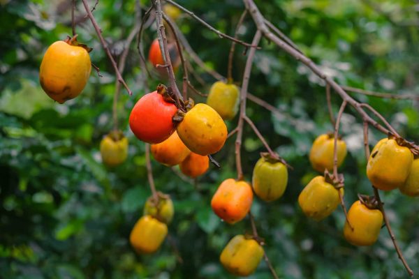 Mùa hồng chín Đà Lạt vào tháng mấy? Top 5 vườn hồng nên trải nghiệm 9 758518266 1010551698275449 8819516905956207299 n