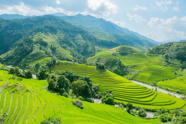 Mùa lúa chín Tây Bắc vào tháng mấy? Địa điểm check-in đẹp nên đi? 3 777801234 2299188277506518 6375030287420634590 n