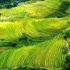 Tour Mùa Vàng Tây Bắc | TP.HCM | Nghĩa Lộ | Tú Lệ | Mù Cang Chải | Sapa | Bắc Hà 5N4Đ 23 NGHIA LO 1