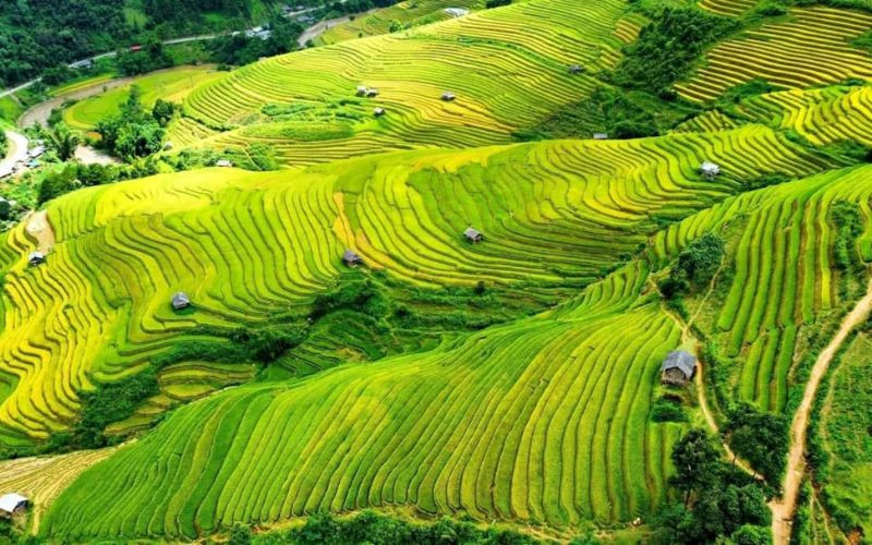 Tour Mùa Vàng Tây Bắc | TP.HCM | Nghĩa Lộ | Tú Lệ | Mù Cang Chải | Sapa | Bắc Hà 5N4Đ 12 NGHIA LO 1