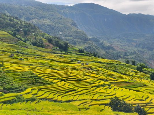 Mùa lúa chín Tây Bắc vào tháng mấy? Địa điểm check-in đẹp nên đi? 5 Y Ty
