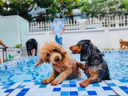 TRỌN BỘ 37 TỌA ĐỘ "SỐNG ẢO" XINH ĐẸP TẠI ĐÀ LẠT 52 pawsome
