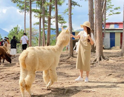 TRỌN BỘ 37 TỌA ĐỘ "SỐNG ẢO" XINH ĐẸP TẠI ĐÀ LẠT 13 vuon thu zoodoo 1